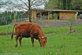 2 grasende Kuh vor Stall